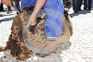 Shearing with traditional manual scissor