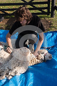 Shearing white alpaca