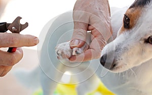 Shears for cutting the nails of the dog