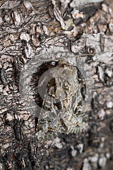 The shears, Hada plebeja resting on bark photo