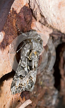 The shears, Hada plebeja resting on bark photo