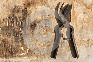 Shears plants rusty over old wooden table