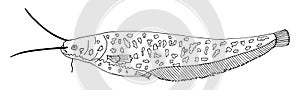 Sheatfish hand drawn isolated on white background. Black and white, beautiful catfish. Vector illustration