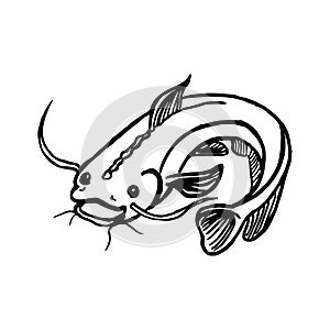 Sheatfish isolated sketch catfish, freshwater predatory fish with barbels and curved tail