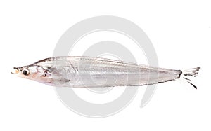 Sheatfish photo