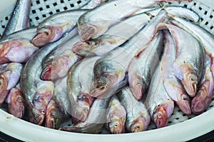 Sheatfish photo