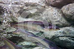 Sheatfish swimming in the aquarium. Micronema apogon.