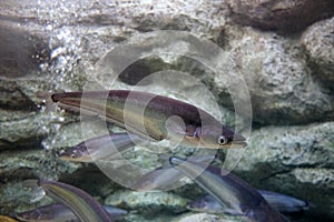 Sheatfish swimming in the aquarium. Micronema apogon.