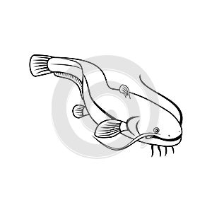 Sheatfish or Wels Catfish Swimming Down Retro Black and White photo