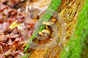 Sheathed woodtuft  in autumn forest