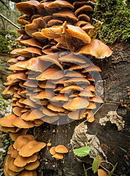 Sheathed woodtuft on the dead trunk