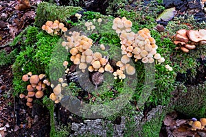 Sheathed woodtuft growing on stump