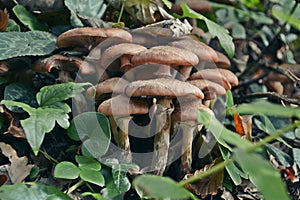 Sheathed woodtuft, Kuehneromyces mutabilis