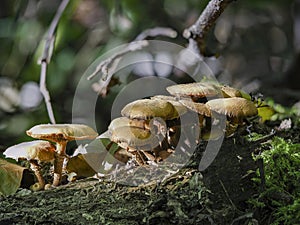 The Sheathed Woodtuft Kuehneromyces mutabilis is an edible mushroom