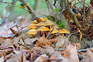 sheathed woodtuft or Kuehneromyces mutabilis in forest