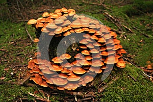 Sheathed woodtuft, Kuehneromyces mutabilis. photo