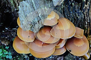 Sheathed Woodtuft mushrooms close up