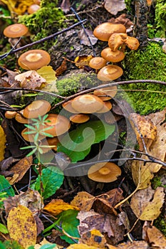 Sheathed woodtuft mushrooms on a dead tree covered with moss