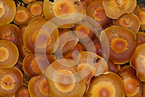 Sheathed woodtuft mushrooms, top view, background