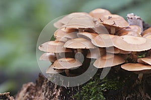 Sheathed woodtuft on a stump