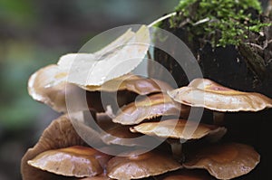 Sheathed woodtuft on a stump