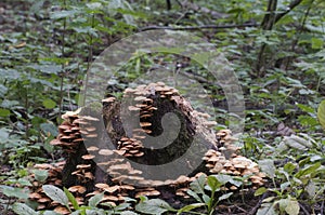 Sheathed woodtuft on a stump