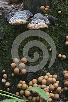 Sheathed woodtuft on a stump