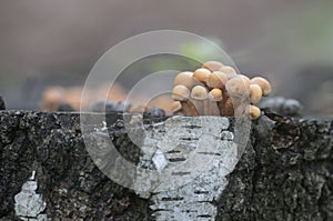 Sheathed woodtuft on a stump