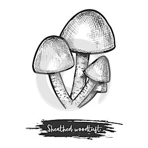 Sheathed woodtuft. Vector sketch of clustered mushroom
