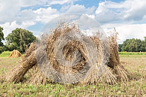 Sheaves of corn standing upright as group