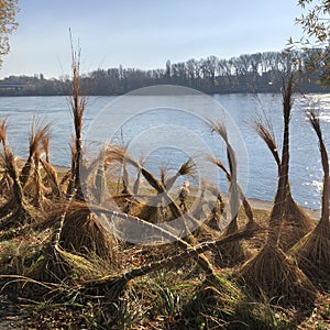 Sheaves of grass on the background of the Danube in Slovakia in Bratislava