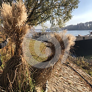 Sheaves of grass on the background of the Danube in Slovakia in Bratislava