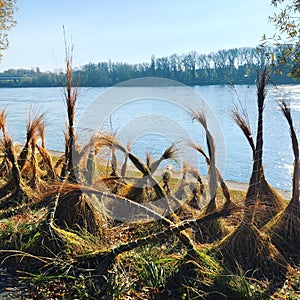 Sheaves of grass on the background of the Danube in Slovakia in Bratislava