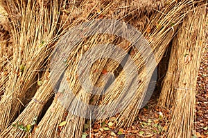 Sheaves of grass and straw in a park