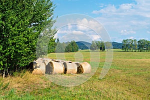 Sheaves of hay in forest glade.