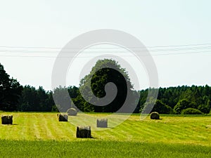 Sheaves of hay on meadow.