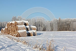 Sheaves of hay on a snowy field in a  winter, Novosibirsk, Russia