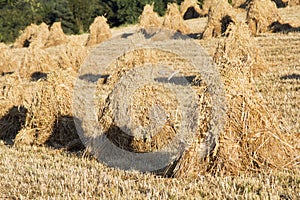 Sheaves of oats on the field