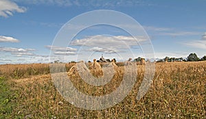 Sheaves in the rye field.