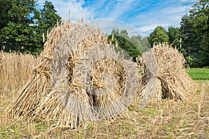 Sheaves of rye standing at cornfield