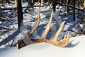 Shed Antler From Canadian Whitetail Deer Buck