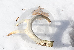 Shed Antler in Snow. photo