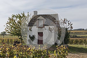 Shed in the autumn vines of Burgundy