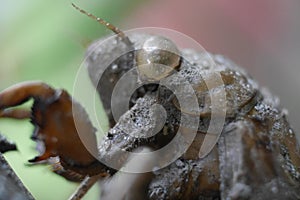 Closeup of Cicada Shell Hanging Onto a Tree