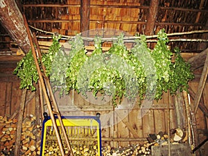 Shed for firewood with ready-made birch twigs for the steam room