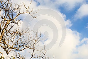 Shed leaves tree against cloudy sky