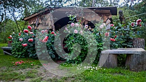 Shed and peony flowers