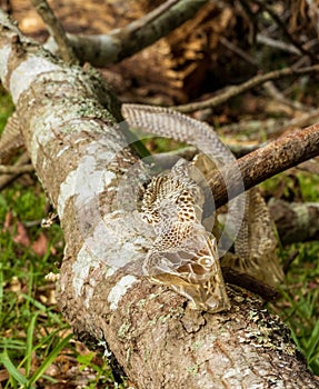 Shed snake skin found in nature