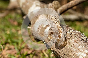 Shed snake skin found in nature