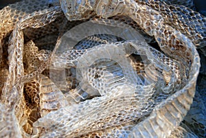 Shed snakeskin